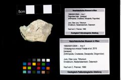 Foto (Objekt + Etikett) von Ululapagurus oroszyi (Fraaije et al., 2019)  (NHMW-GEO-1990-0041-2644)